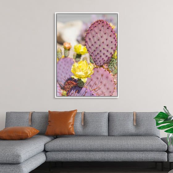 "Dollarjoint Prickly Pear Cactus Flower"