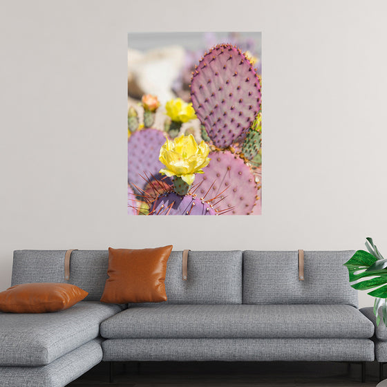 "Dollarjoint Prickly Pear Cactus Flower"