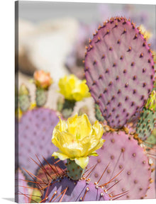  This stunning photograph of a purple prickly pear cactus with a yellow flower is a work of art that is sure to bring a touch of nature and beauty to any home. The photographer has captured the cactus in perfect detail, from its vibrant purple color to its sharp spines.
