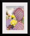 "Dollarjoint Prickly Pear Cactus Flower"