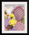 "Dollarjoint Prickly Pear Cactus Flower"