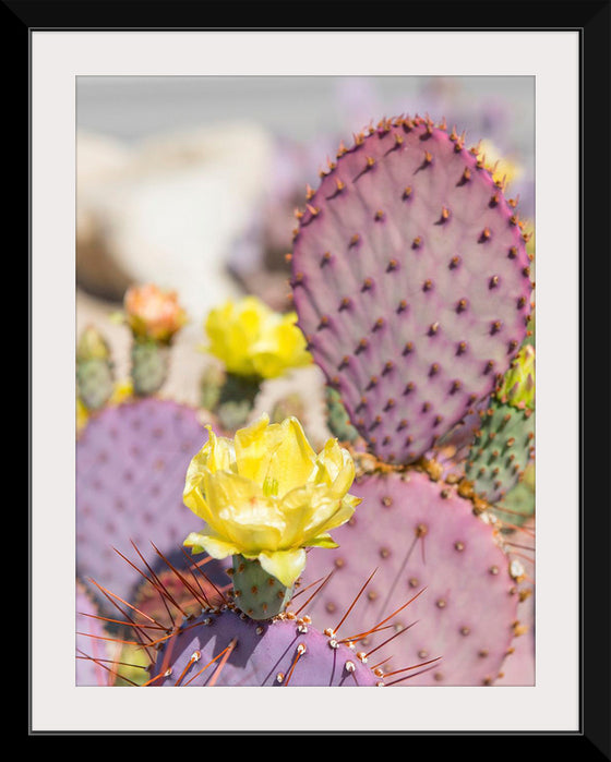 "Dollarjoint Prickly Pear Cactus Flower"