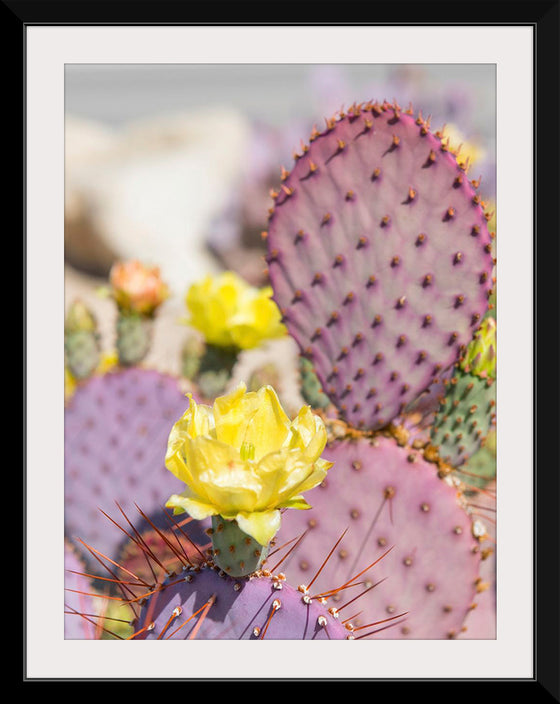 "Dollarjoint Prickly Pear Cactus Flower"