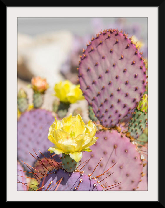 "Dollarjoint Prickly Pear Cactus Flower"