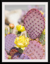 "Dollarjoint Prickly Pear Cactus Flower"