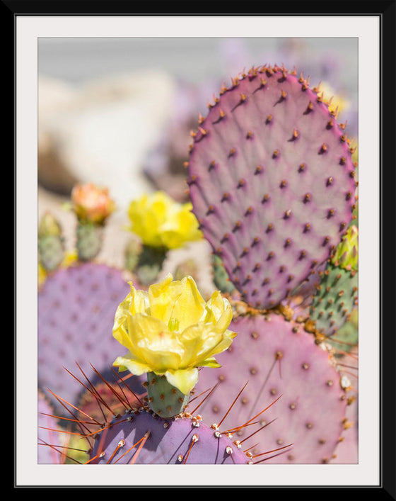 "Dollarjoint Prickly Pear Cactus Flower"