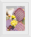 "Dollarjoint Prickly Pear Cactus Flower"