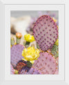 "Dollarjoint Prickly Pear Cactus Flower"