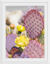 "Dollarjoint Prickly Pear Cactus Flower"