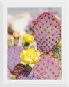 "Dollarjoint Prickly Pear Cactus Flower"