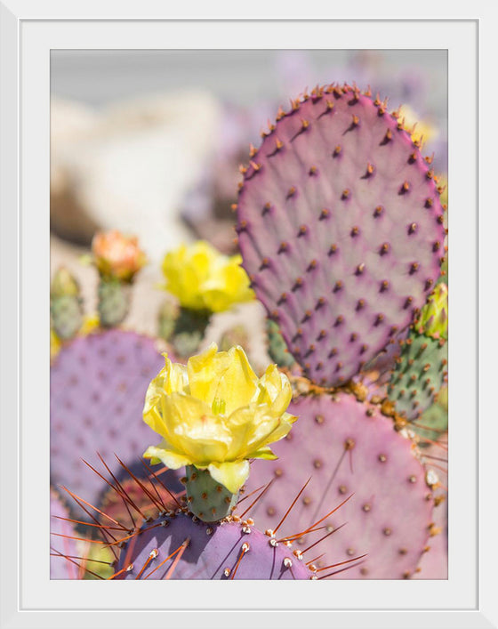 "Dollarjoint Prickly Pear Cactus Flower"