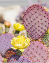 "Dollarjoint Prickly Pear Cactus Flower"