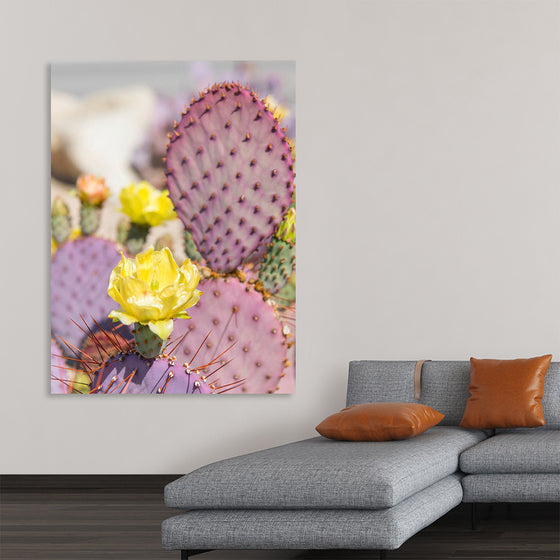 "Dollarjoint Prickly Pear Cactus Flower"