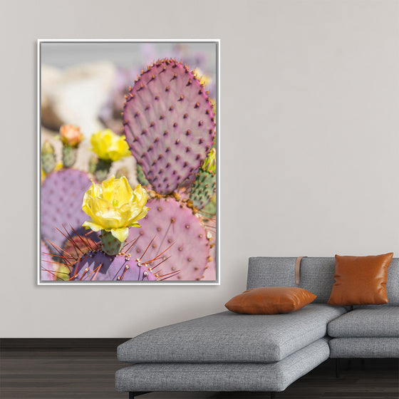 "Dollarjoint Prickly Pear Cactus Flower"