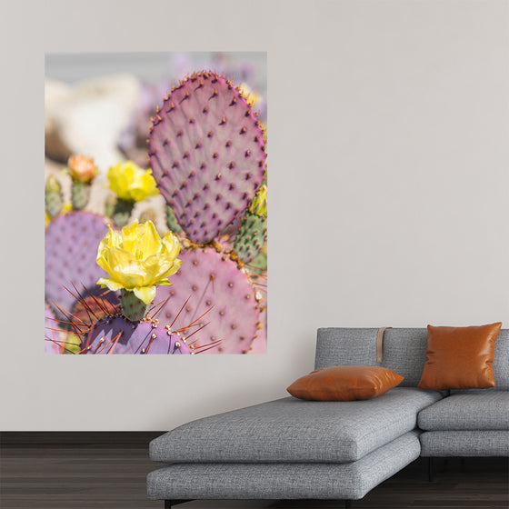 "Dollarjoint Prickly Pear Cactus Flower"