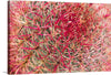 “California barrel cactus” is a unique and beautiful print that would make a great addition to any home or office. The print features a close-up of a barrel cactus with vibrant red spines, creating a striking contrast against the green body of the plant.