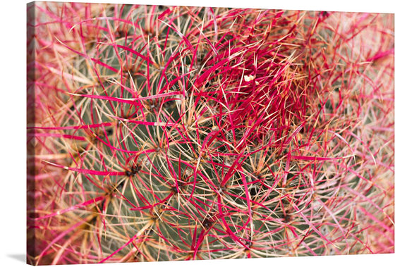 “California barrel cactus” is a unique and beautiful print that would make a great addition to any home or office. The print features a close-up of a barrel cactus with vibrant red spines, creating a striking contrast against the green body of the plant.