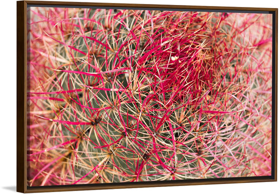 "California barrel cactus"