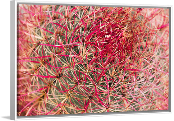 "California barrel cactus"