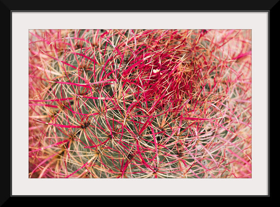 "California barrel cactus"