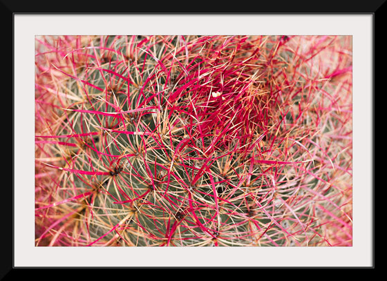 "California barrel cactus"