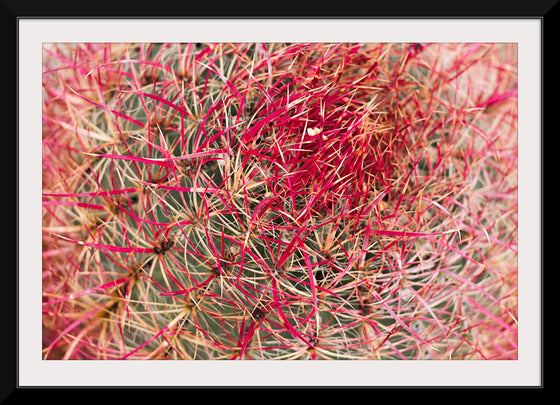 "California barrel cactus"