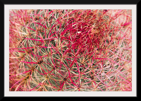 "California barrel cactus"