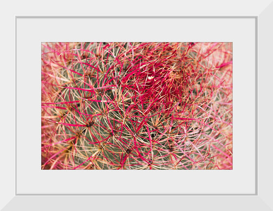 "California barrel cactus"