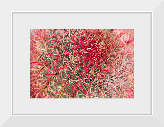 "California barrel cactus"