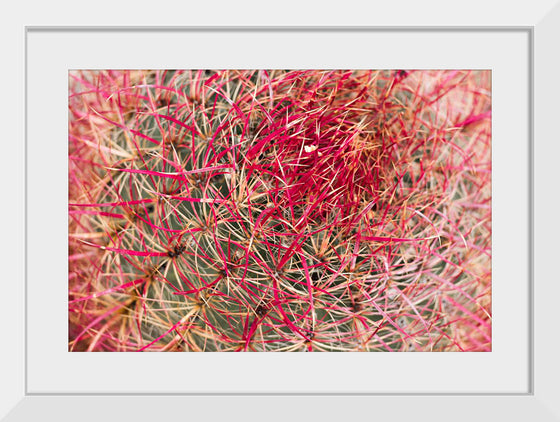 "California barrel cactus"