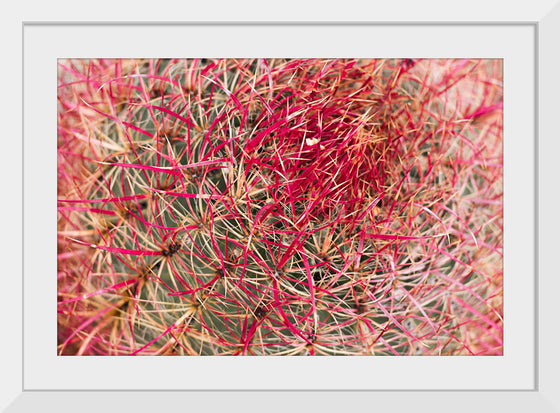 "California barrel cactus"