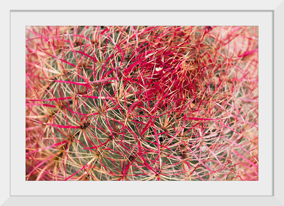 "California barrel cactus"