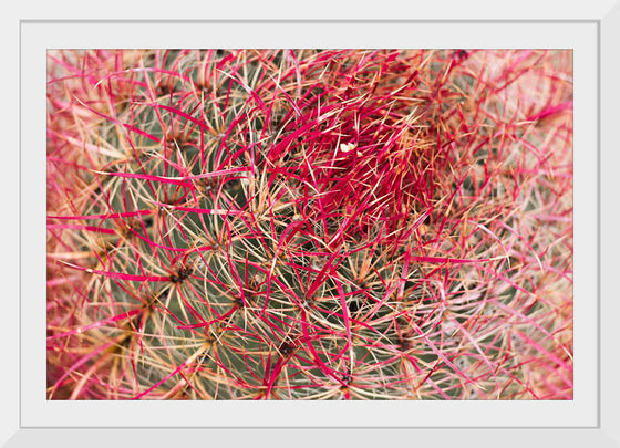 "California barrel cactus"