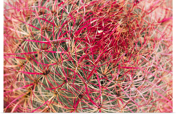 "California barrel cactus"