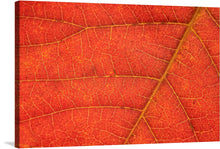  Immerse yourself in the mesmerizing beauty of this artwork, showcasing a close-up of a red leaf with delicate brown veins. Nature's intricate details come to life in this captivating masterpiece, evoking a sense of wonder and appreciation for the wonders of the natural world.