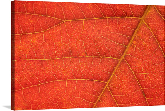 Immerse yourself in the mesmerizing beauty of this artwork, showcasing a close-up of a red leaf with delicate brown veins. Nature's intricate details come to life in this captivating masterpiece, evoking a sense of wonder and appreciation for the wonders of the natural world.