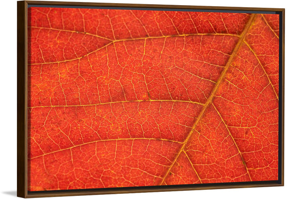 "Autumn Leaf"