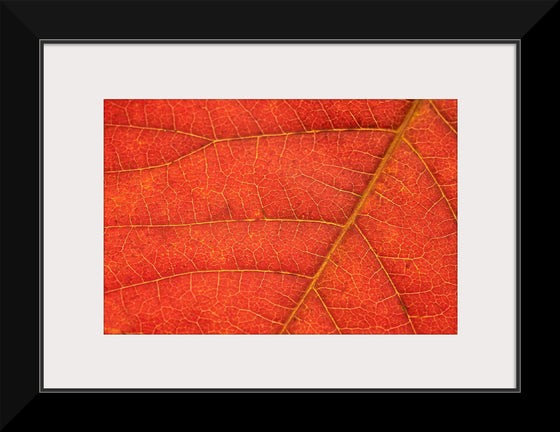 "Autumn Leaf"