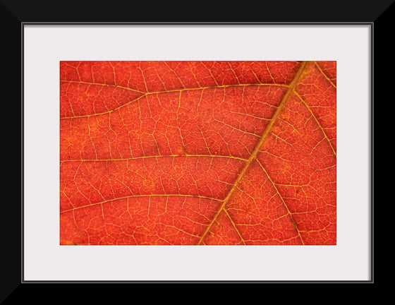 "Autumn Leaf"