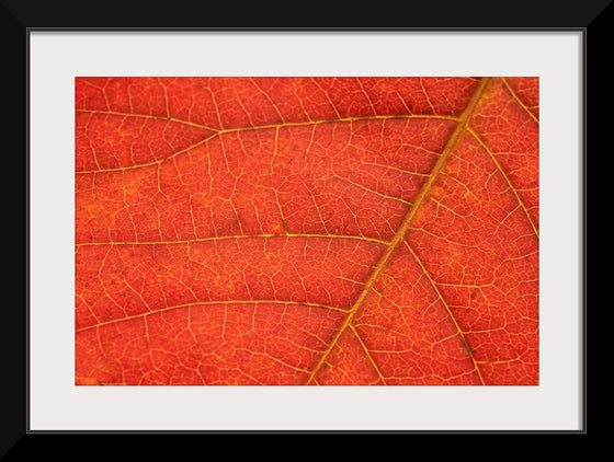 "Autumn Leaf"