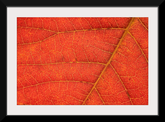 "Autumn Leaf"