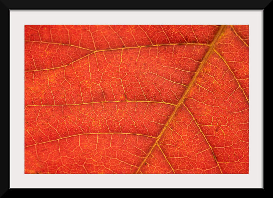 "Autumn Leaf"