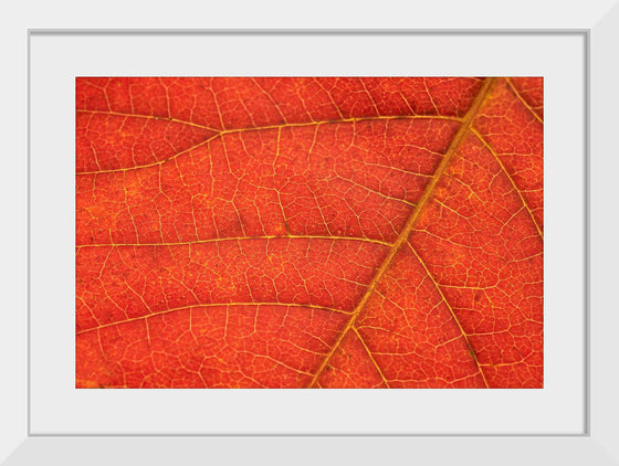 "Autumn Leaf"