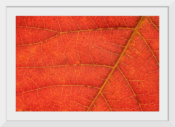 "Autumn Leaf"