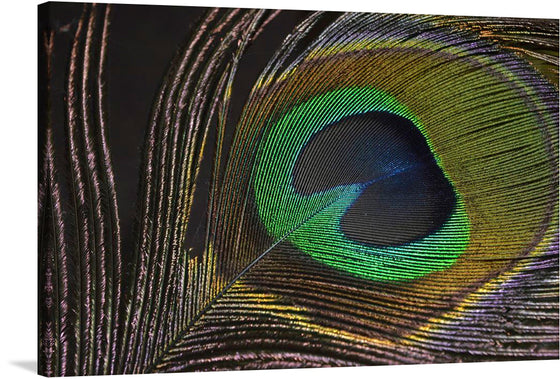 “Peacock Feather” is a limited edition print that captures the intricate beauty and vibrant colors of a peacock’s feather in exquisite detail. Each strand is meticulously rendered, showcasing the iridescent greens, blues, and golds that dance and shimmer with an almost hypnotic grace.