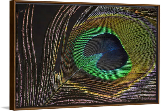 "Peacock feather"