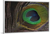 "Peacock feather"