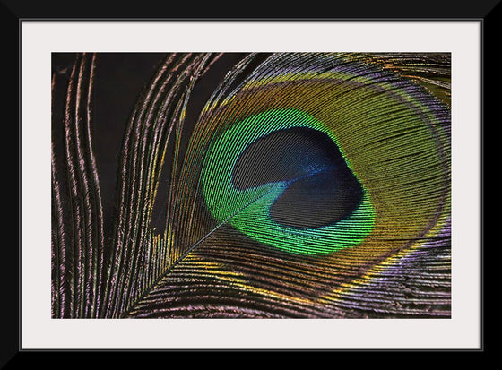 "Peacock feather"