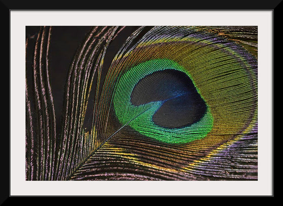 "Peacock feather"