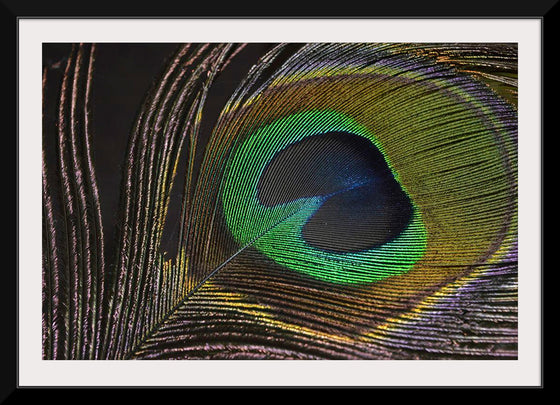 "Peacock feather"